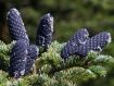 Abies nephrolepis